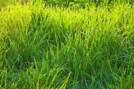 草在早上露水