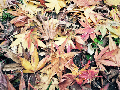 以彩色干燥树叶为背景的秋季模板