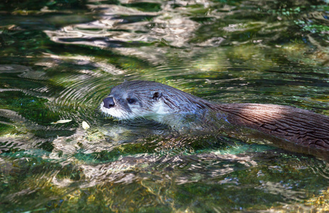 欧亚水獭