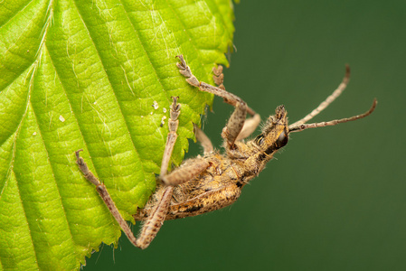 rhagium 调查官