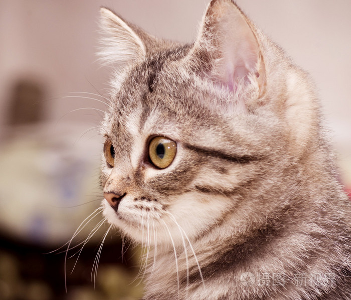 美丽的苏格兰青年猫照片-正版商用图片0b4o23-摄图新视界