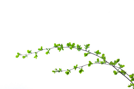 在白色背景上的绿枝与露水,美丽 spa 的禅宗玄武岩