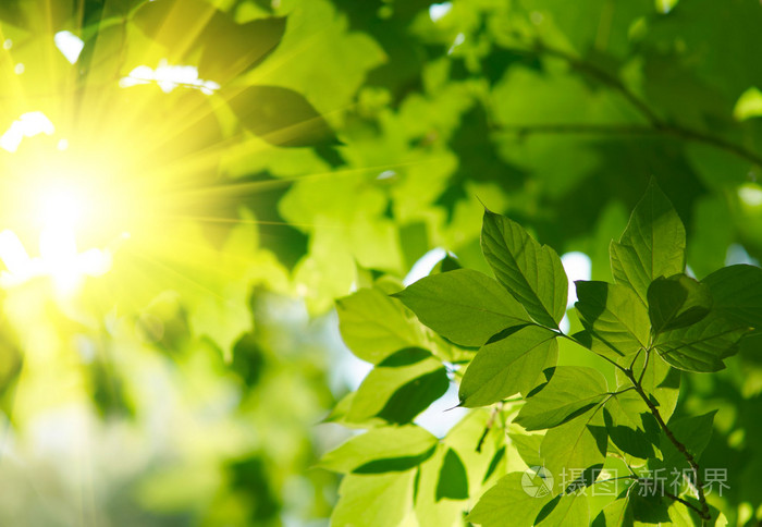绿色的树叶与太阳光芒