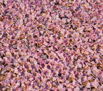 粉红色花朵 tabebuia 景天盛开