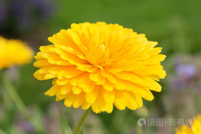 亮黄色花瓣的一盏金盏花花对绿色背景