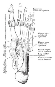 这个插图代表脚韧带的足底方面, 复古线画或雕刻插图