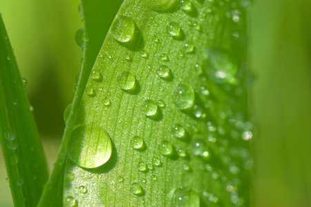nrbild av grnt blad med vatten droppar