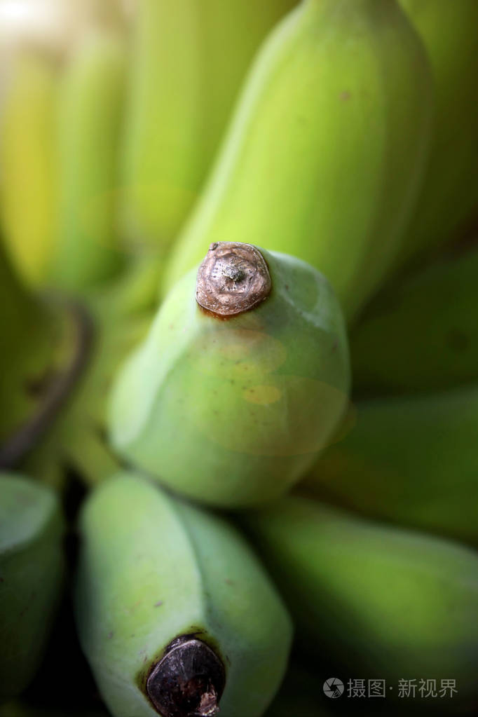 在泰国香蕉树上拍摄绿色香蕉果
