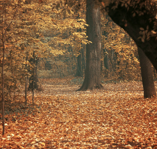 在森林的秋天