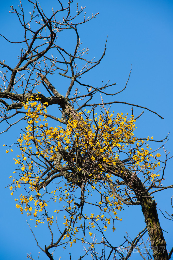 在树上的槲寄生
