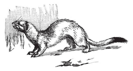 貂是黄鼬属的哺乳动物, mustelidae 原产于欧亚大陆, 复古线条画或