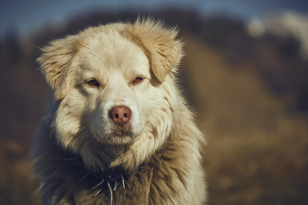 细心的白色牧羊犬肖像