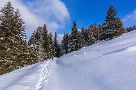 雪山上的美丽冬景与杉木林图片