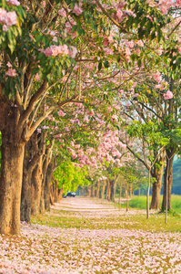 粉红色花朵 tabebuia 景天盛开