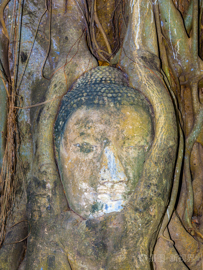 玛哈泰寺寺的佛头被覆盖的一棵树的根