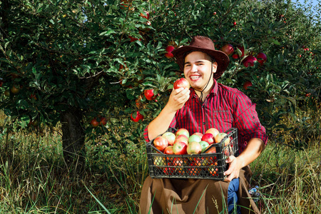 年轻快乐的人在花园里收集成熟的苹果。那个男人正在吃苹果, 微笑着看着相机。