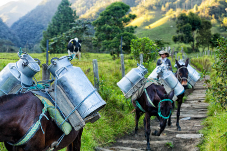 Salento, 哥伦比亚6月5日 一个不明身份的人带领马在 Salento 附近的一条岩石路径, 在哥伦比亚2016年6月