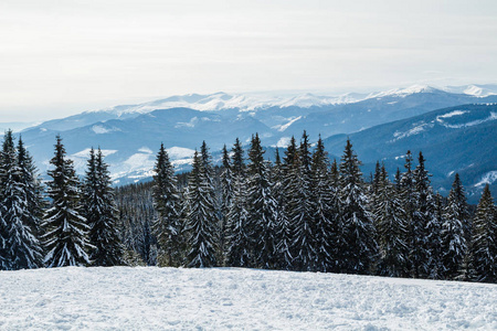 Bukovel 在冬天。白雪皑皑的山峰。乌克兰喀尔巴阡山 Hoverla 山