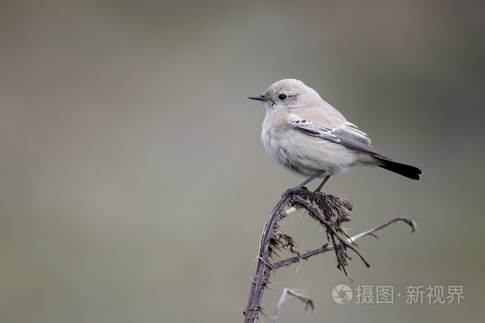 沙漠麦水芹菜沙漠