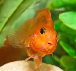 幸福的微笑的水族馆鱼鹦鹉照片
