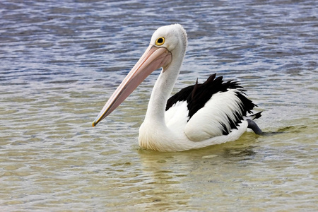 澳大利亚鹈鹕, Pelecanus conspicillatus, 岸上, 澳大利亚