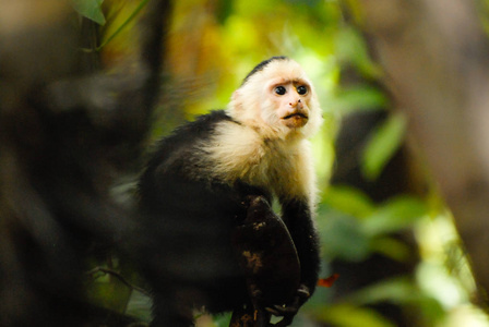 哥斯达黎加圣安东尼奥国家公园绿色丛林中的卷尾猴