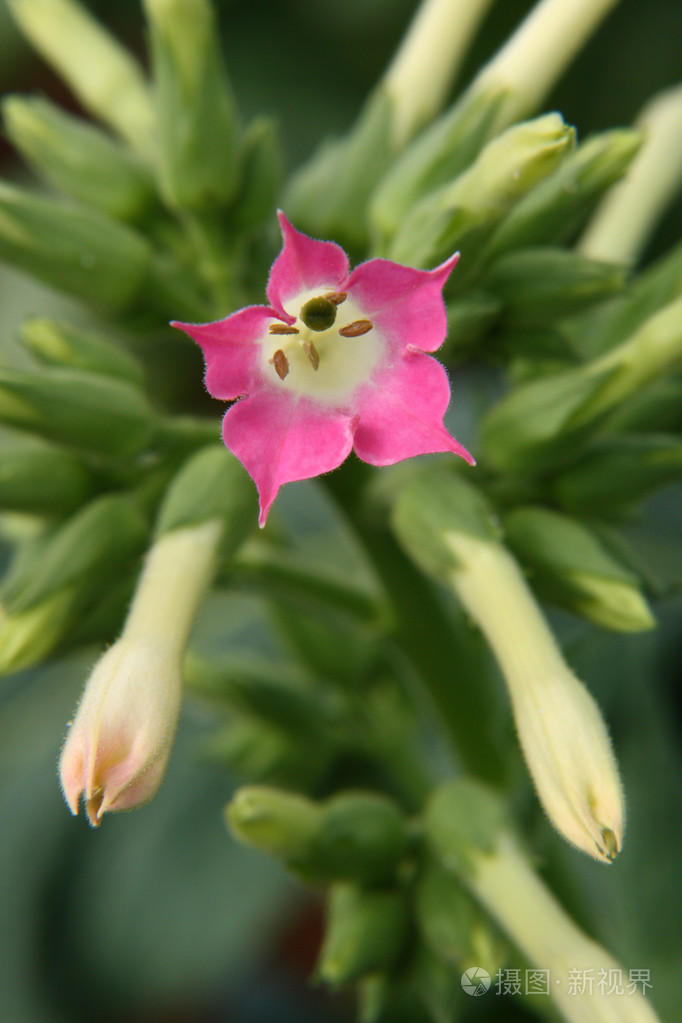 关闭视图的烟草花
