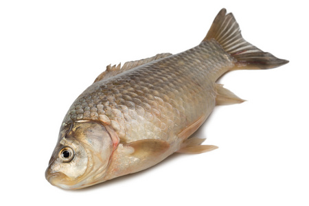 鲫鱼钩图片-鲫鱼钩素材-鲫鱼钩插画-摄图新视界