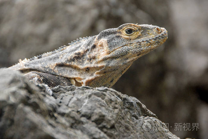 哥斯达黎加圣安东尼奥国家公园海岸岩石上的鬣蜥