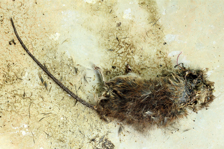死老鼠图片