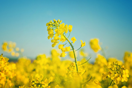 农业耕地油料菜籽花