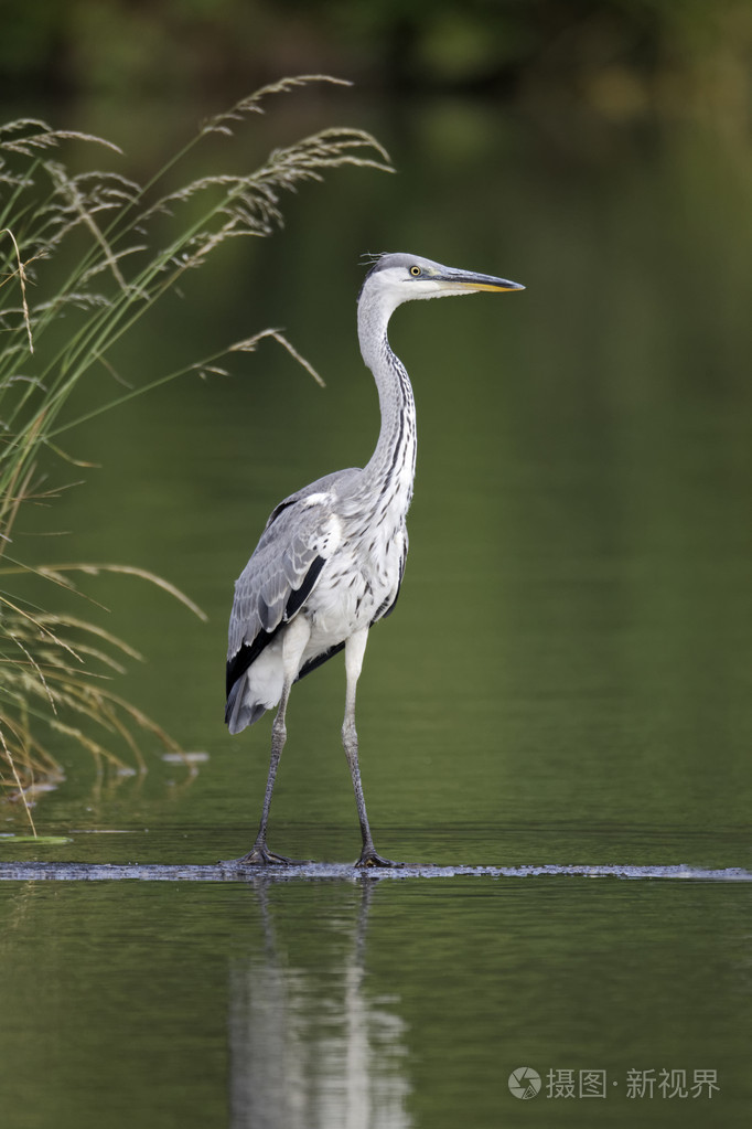 灰鹭苍鹭