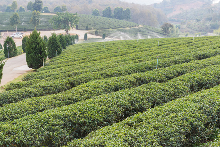 乌龙茶茶农场