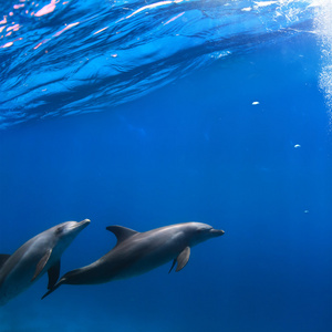 一对的水下游泳的海豚照片