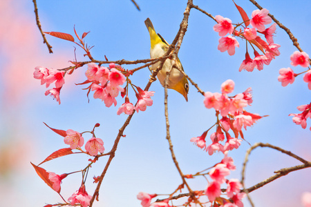 樱花与樱花绿绣眼鸟