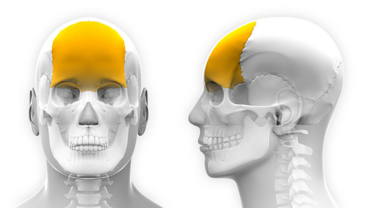 男性的额骨头骨解剖上白色孤立