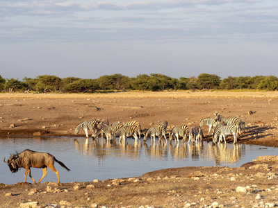 达马拉斑马群, 马 burchelli 安帝古伦, 附近水坑, Etosha 国家公园, 纳米比亚