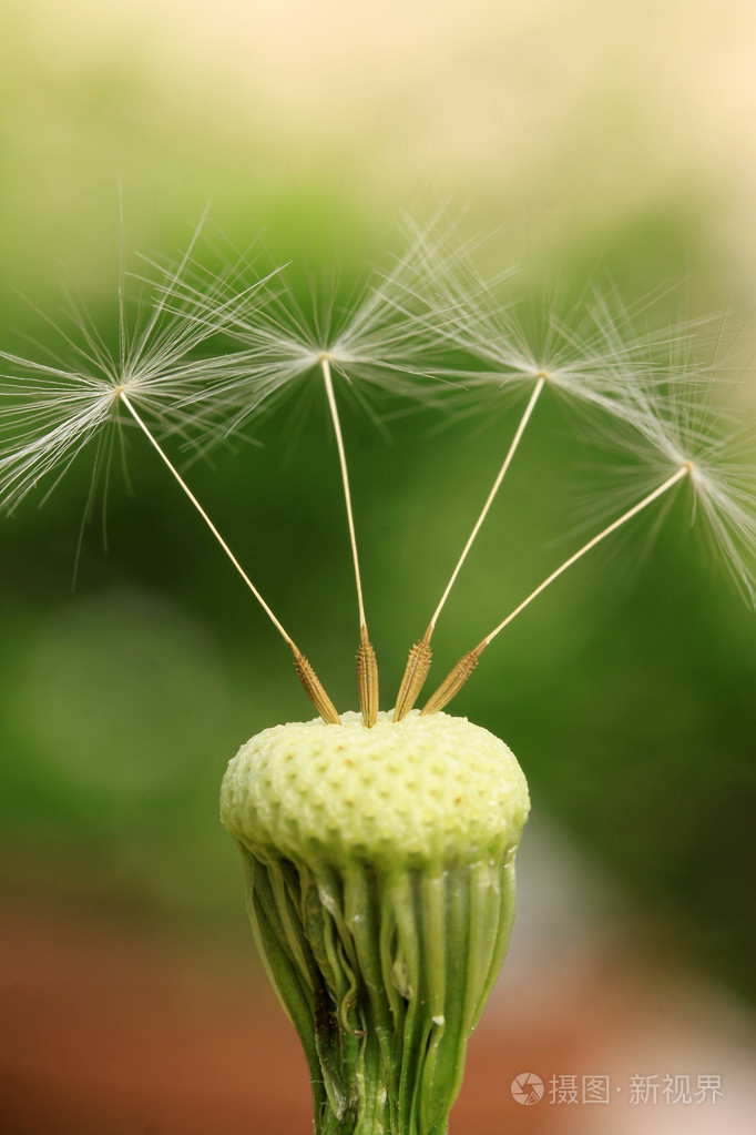 绿色背景蒲公英的详细信息