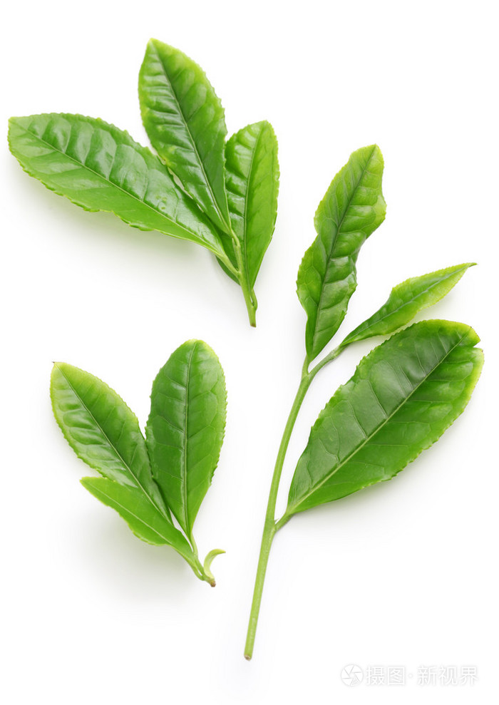 日本第一次冲洗绿茶