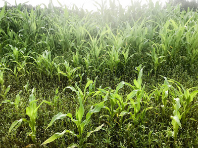 幼玉米植株叶的绿色小芽的质地。的背景