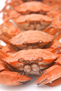 红色水煮的螃蟹背景