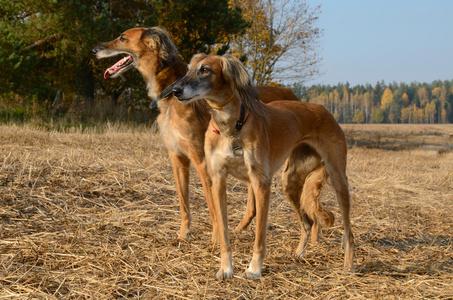 布朗波斯猎犬或哈萨克灵缇塔子