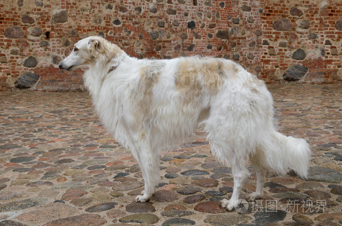 猎狼犬俄罗斯白