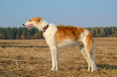 俄罗斯高狼犬图片