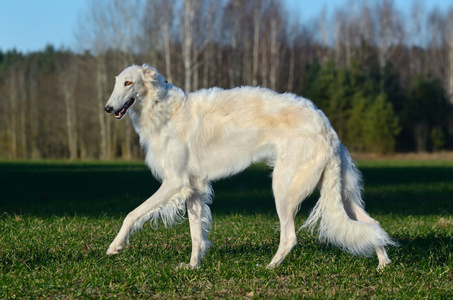 猎狼犬俄罗斯白狗图片