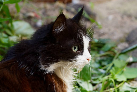 绿色植被中一只黑白色斑点绒猫的头