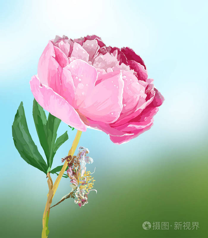 季节性花.花序和叶.矢量格式的手绘图