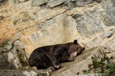 一只棕熊 厄休斯 arctos 躺在岩石上休息或睡在比利时阿登的公园里