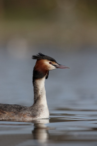 大朱鹮鷉，podiceps cristatus