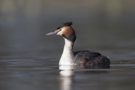 大朱鹮鷉，podiceps cristatus